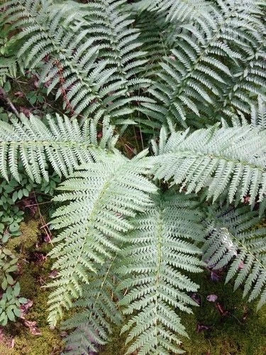 Cinnamon Ferns 5-Pack Live Rooted Plants Osmundastrum cinnamomeum Shade Garden, Wetlands, Copper Fronds