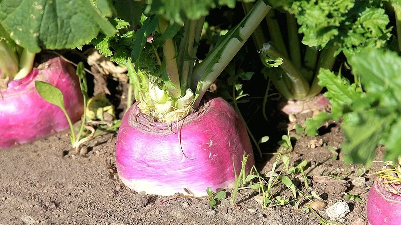 Rutabaga Seeds American Purple Top Non-GMO Brassica napus, Swedish Turnip Variety, Root Vegetable Seeds