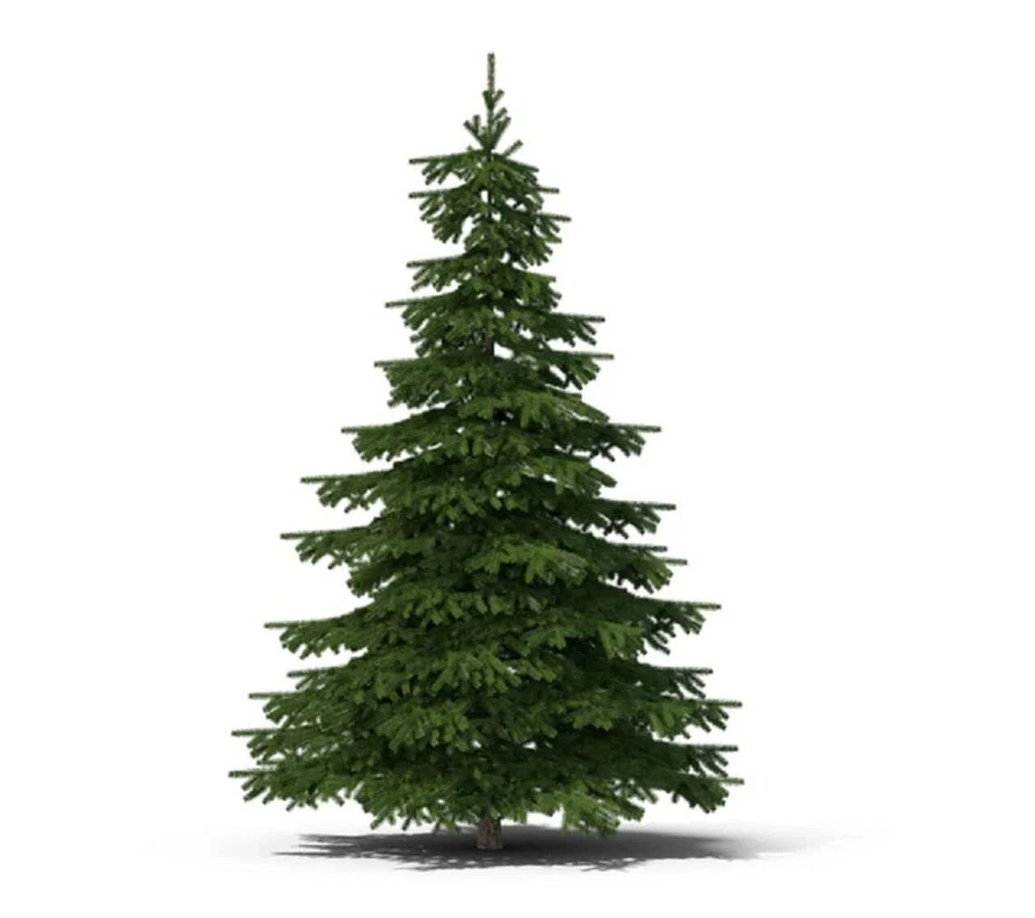 Balsam Fir Tree Seeds 50 Pack Abies balsamea Evergreen Conifer for Reforestation & Landscaping