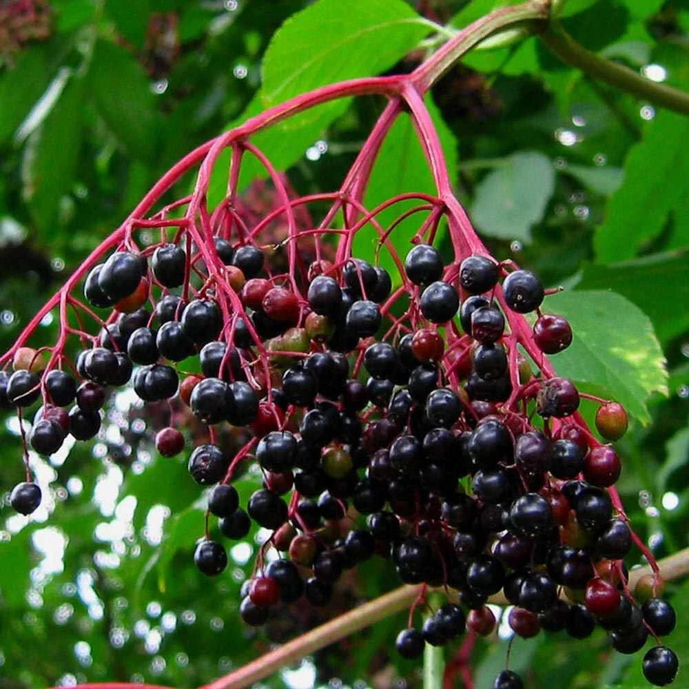 Unrooted Elderberry Cuttings - Sambucus nigra - Medicinal Perennial Shrub for Propagation and Garden Growth