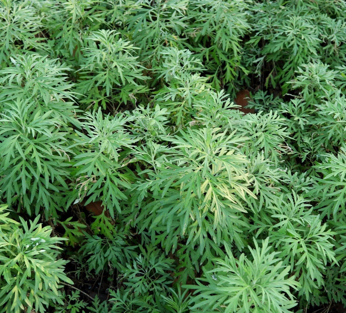 Sweet Wormwood Herb Seeds - 1000+ Artemisia annua, Sweet Annie Sagewort, Aromatic, Non-GMO, Full Sun, Easy to Grow