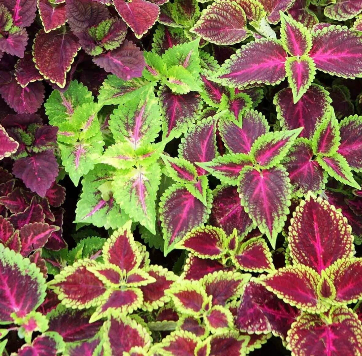 Rainbow Coleus Seeds Mix - 200+ Floral Strain, Painted Leaves, Coleus blumei, Annual Flower Garden Seeds