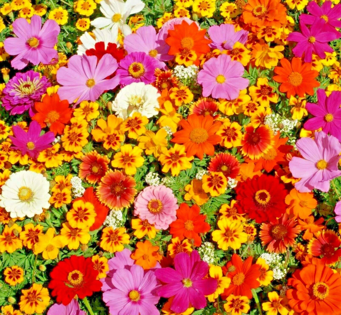 Native Wildflower Seeds Mix – 2001+ Tall Annuals for Cut Flowers & Pollinator Gardens