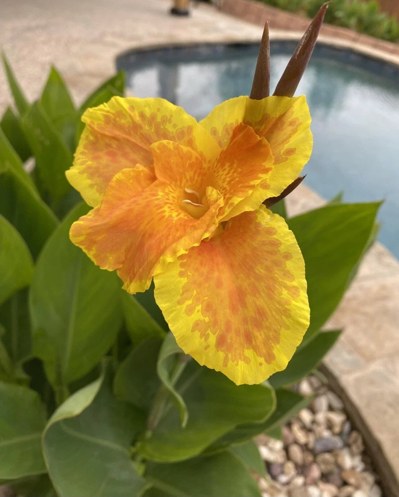 Canna Lily Plant - Yellow & Orange | Canna indica Tropical Flower for Gardens