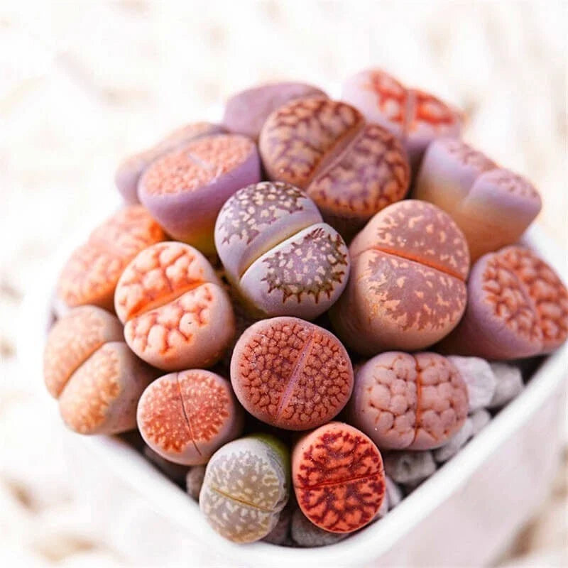 Mixed Lithops Seeds - 100 Seeds - Lithops Pseudotruncatella - Living Stones Succulent for Cactus Gardens