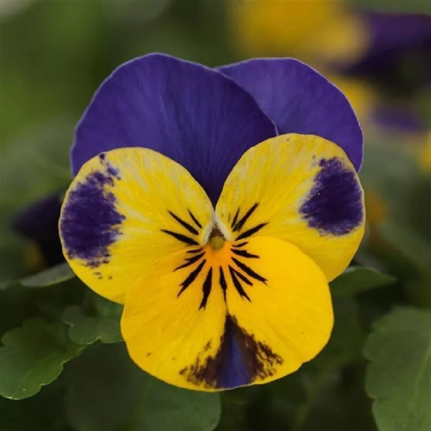 Viola Seeds - 50 Pack - Yellow Blue Jump Up - Viola x wittrockiana - Garden Flower, Container Planting