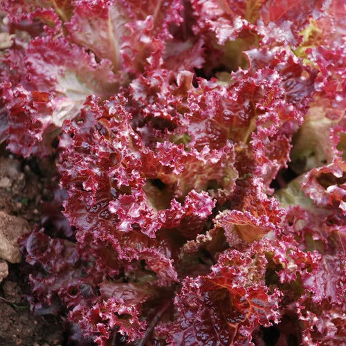 Lettuce Seeds 250 Count - Lolla Rosa Red Leaf - Non-GMO - GroCo USA