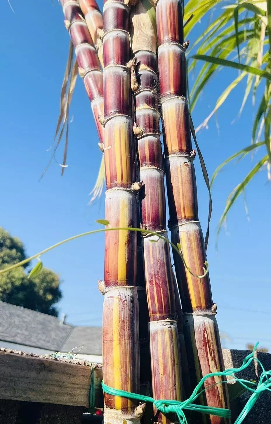 Rare Jamaican Variegated Sugarcane Cutting with 2 Nodes - Striped Saccharum Officinarum