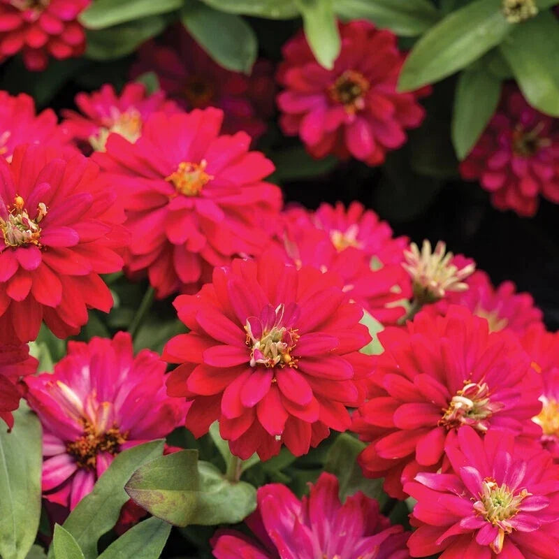 Double Zahara Cherry Zinnia Seeds - Pack of 100+ | Vibrant Cherry Red Flowers | Zinnia elegans Garden Seeds