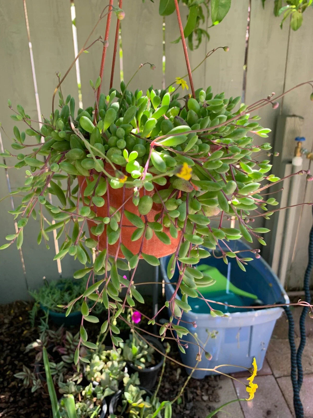 Nepenthes Tenuis x Mollis XL Rooted Cutting - Exotic Carnivorous Hybrid Plant for Indoor Gardens