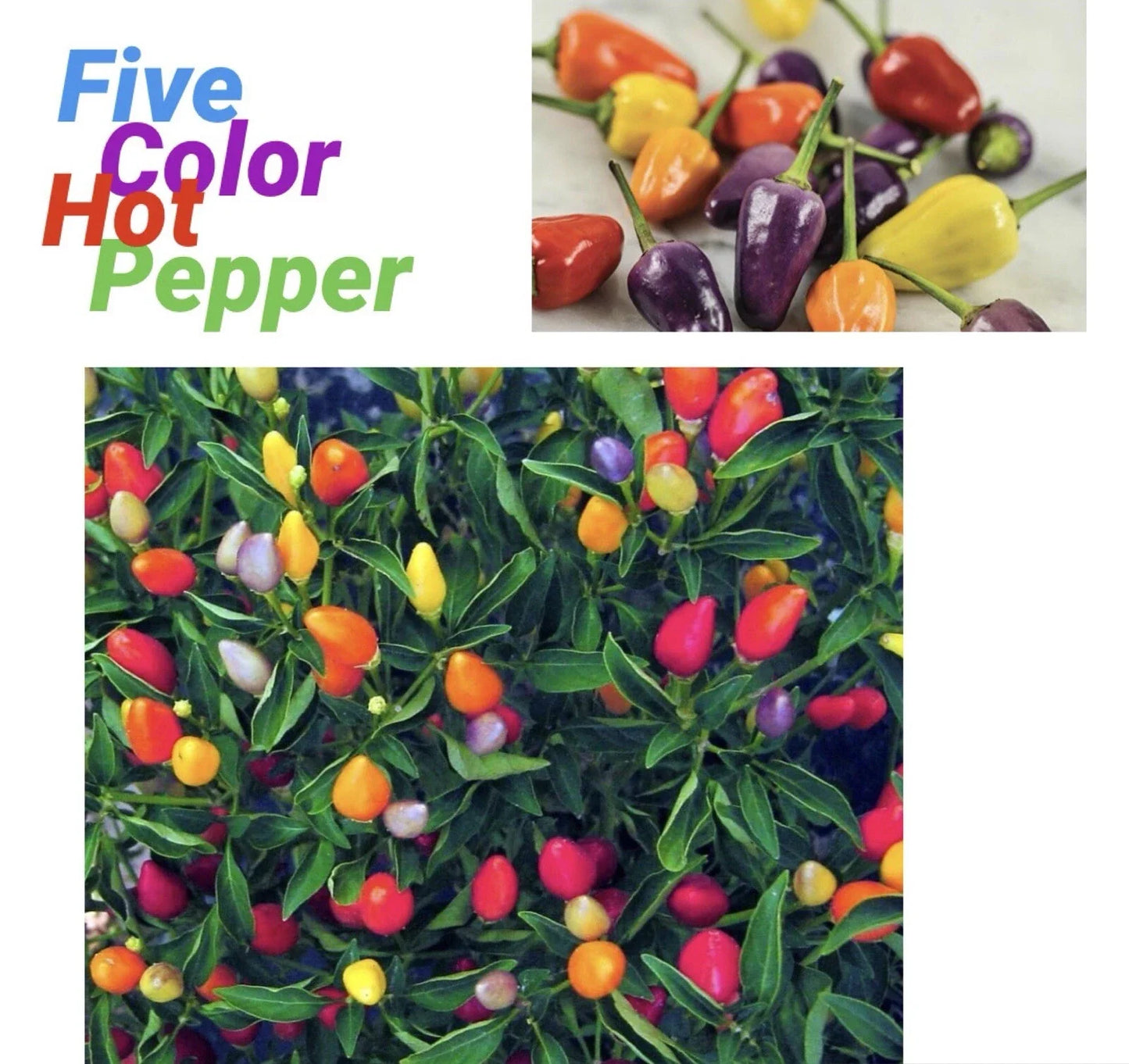 Five Color Chili Pepper Seeds - Capsicum Annuum, Rainbow Varieties, Compact Bush, 25 Seeds + Free Green Eggplant Seeds