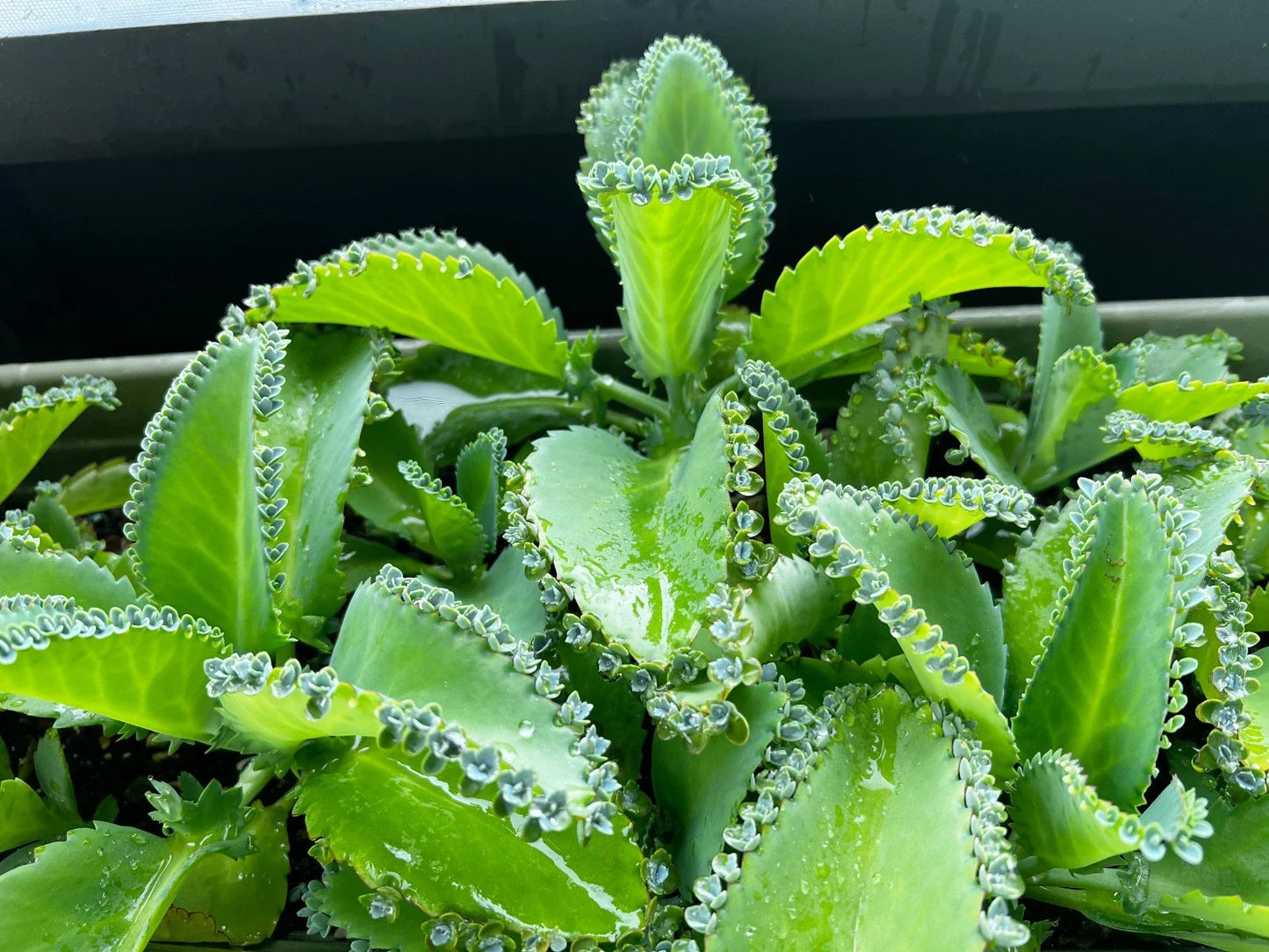 Kalanchoe Daigremontiana 'Mother of Thousands' Succulent Plant - Potted Indoor Houseplant, Easy Care, Pet-Friendly