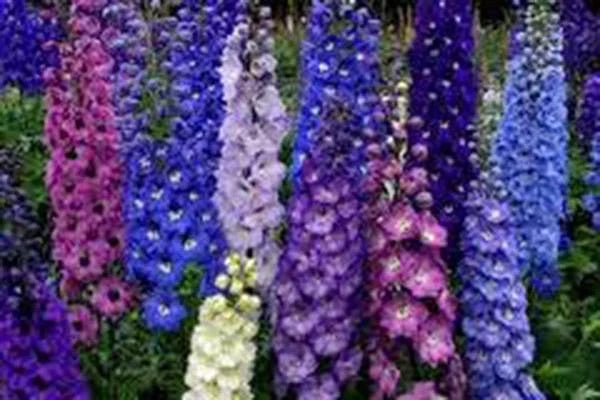 Delphinium Seeds 1000 Pack, Giant Imperial Mix, Vibrant Colors, Delphinium elatum, Perennial Garden Flowers