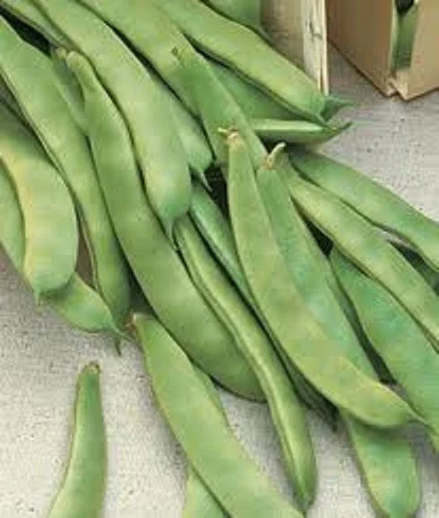 Romano Pole Bean Seeds - 15 Italian Roma II Flat Phaseolus vulgaris for Home Garden, Climbing, Edible Beans