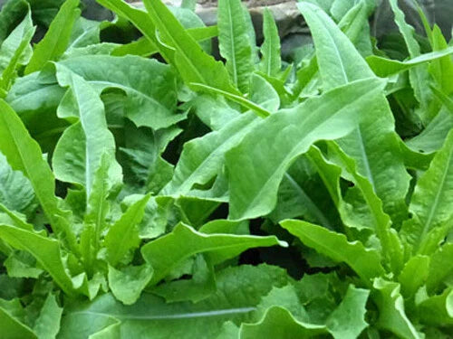 Chinese Leaf Lettuce Seeds - 200+ Seeds - Sword Pointed Lettuce - USA Grown