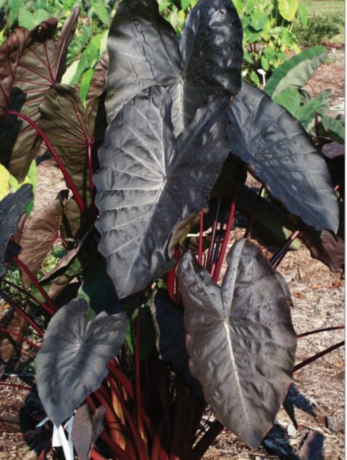 Diamond Head Elephant Ear Plant - Small Rooted Starter, Colocasia esculenta, Tropical Foliage for Indoor & Outdoor Gardens