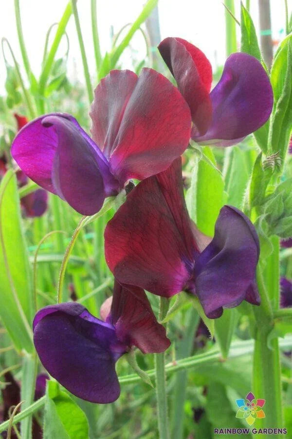 Purple Prince Sweet Pea Seeds - 50+ Lathyrus odoratus - USA Grown Garden Seeds