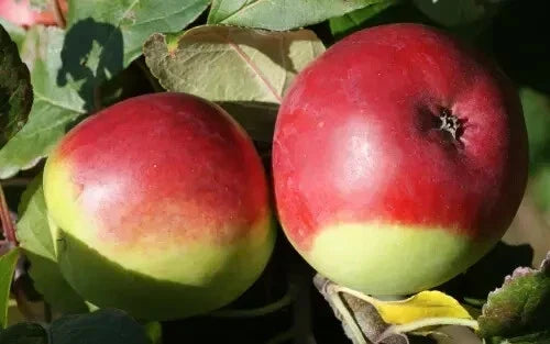 Fameuse Apple Seeds - 25+ Count for Gardening, Malus domestica, USA Grown, Non-GMO, Easy to Grow, Fruit Tree Seeds