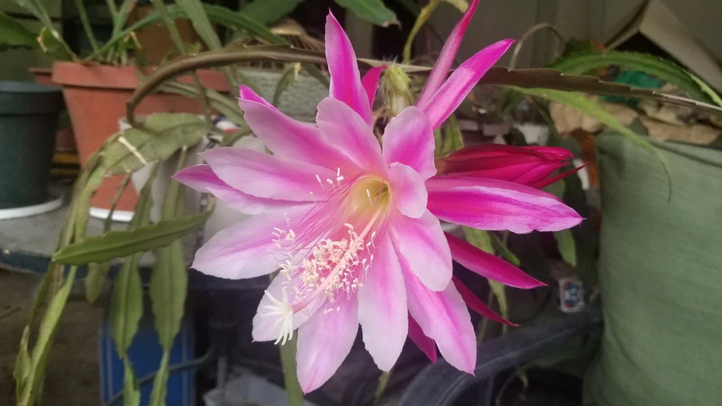 Pink Variegated Epiphyllum Cutting 6-8 Inch Unrooted | Unique Cactus Succulent Houseplant