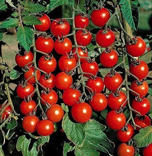 Cherry Tomato Seeds Pack - 100 Heirloom Solanum lycopersicum for Container Gardening & Bounty
