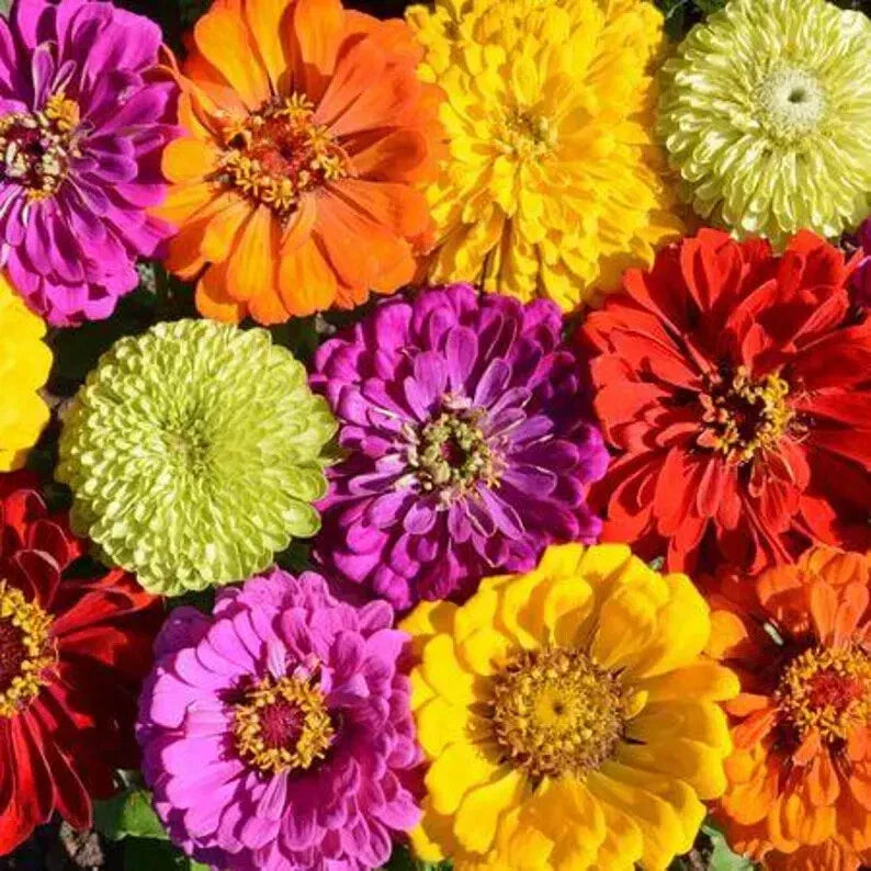Zinnia Seeds Mix - 100 Organic Painted Wagon Seeds - USA Grown Colorful Flowers