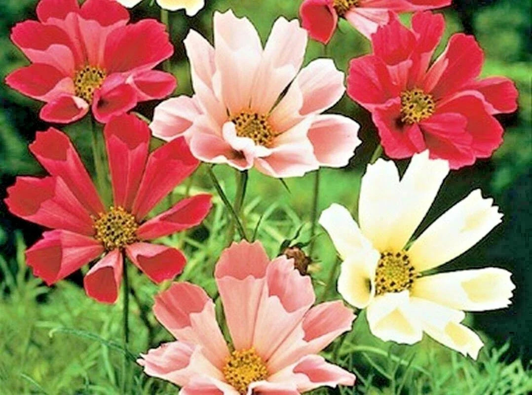 Cosmos Seeds Mix 300+ Seeds Wildflower Pollinator Attracting Cosmos bipinnatus Seed Packet