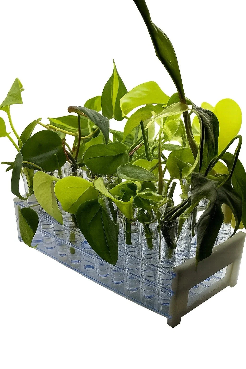 12-Pack Houseplant Mystery Box | Indoor Plants Mix with Common & Rare Varieties | 4-Inch Potted Collection