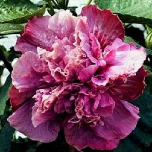 Double Pink Purple Hibiscus Seeds - Perennial Flower Seeds for Garden, Hibiscus rosa-sinensis, Vibrant Pink & Purple Blooms