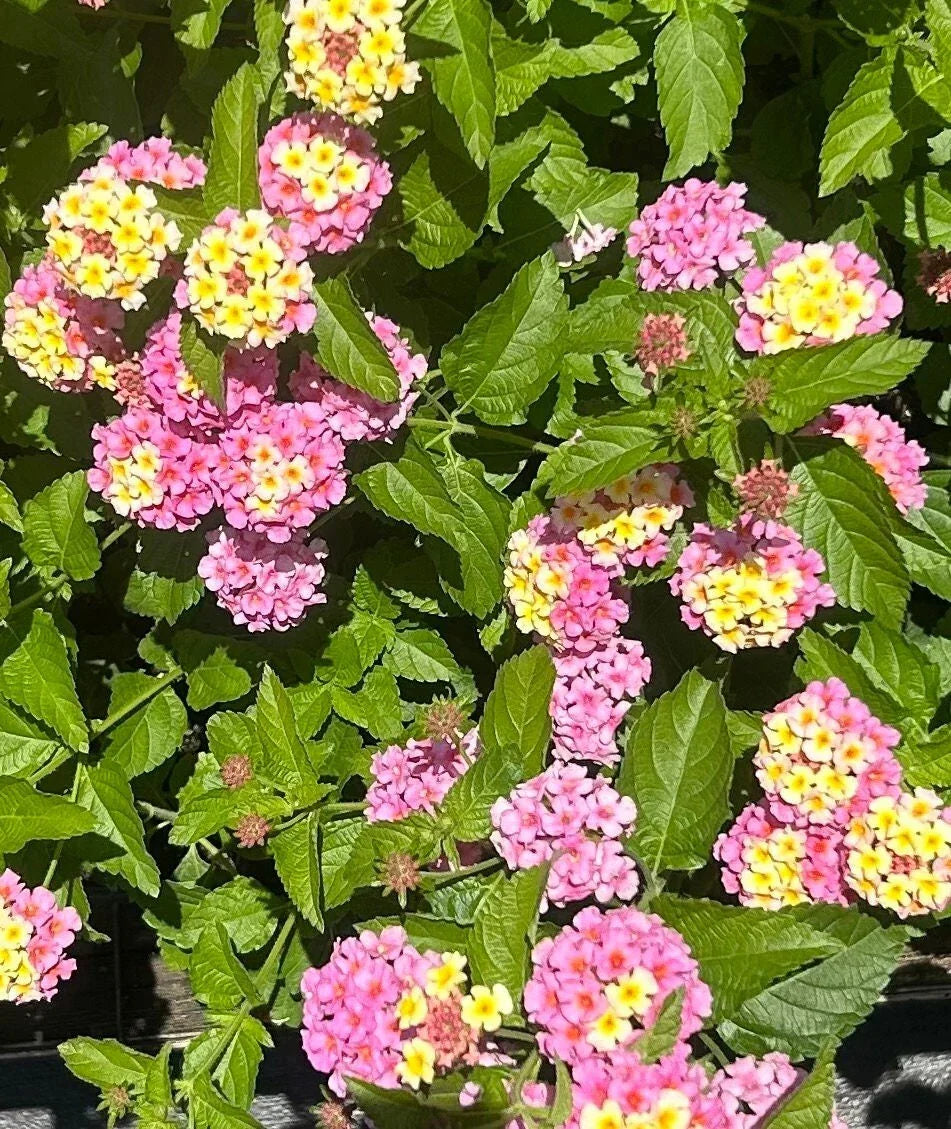 Lantana Chapel Hill Pink Plant Plug - Hardy Lantana camara, Easy to Grow