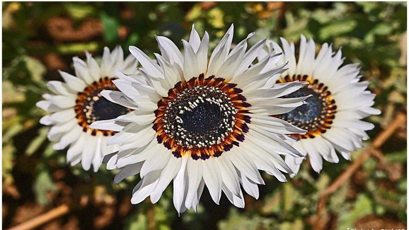 Italian White Sunflower Seeds - 100+ Heirloom Non-GMO Tall Cut Flowers