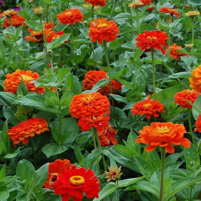 Orange King Zinnia Seeds - 100+ Pack - Zinnia elegans - USA Grown
