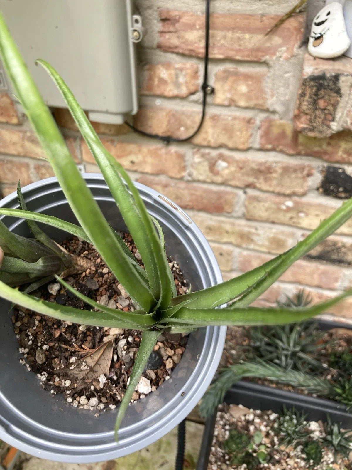 Aechmea Recurvata Bromeliad Rooted Cutting - Tropical Indoor/Outdoor Houseplant with Unique Foliage