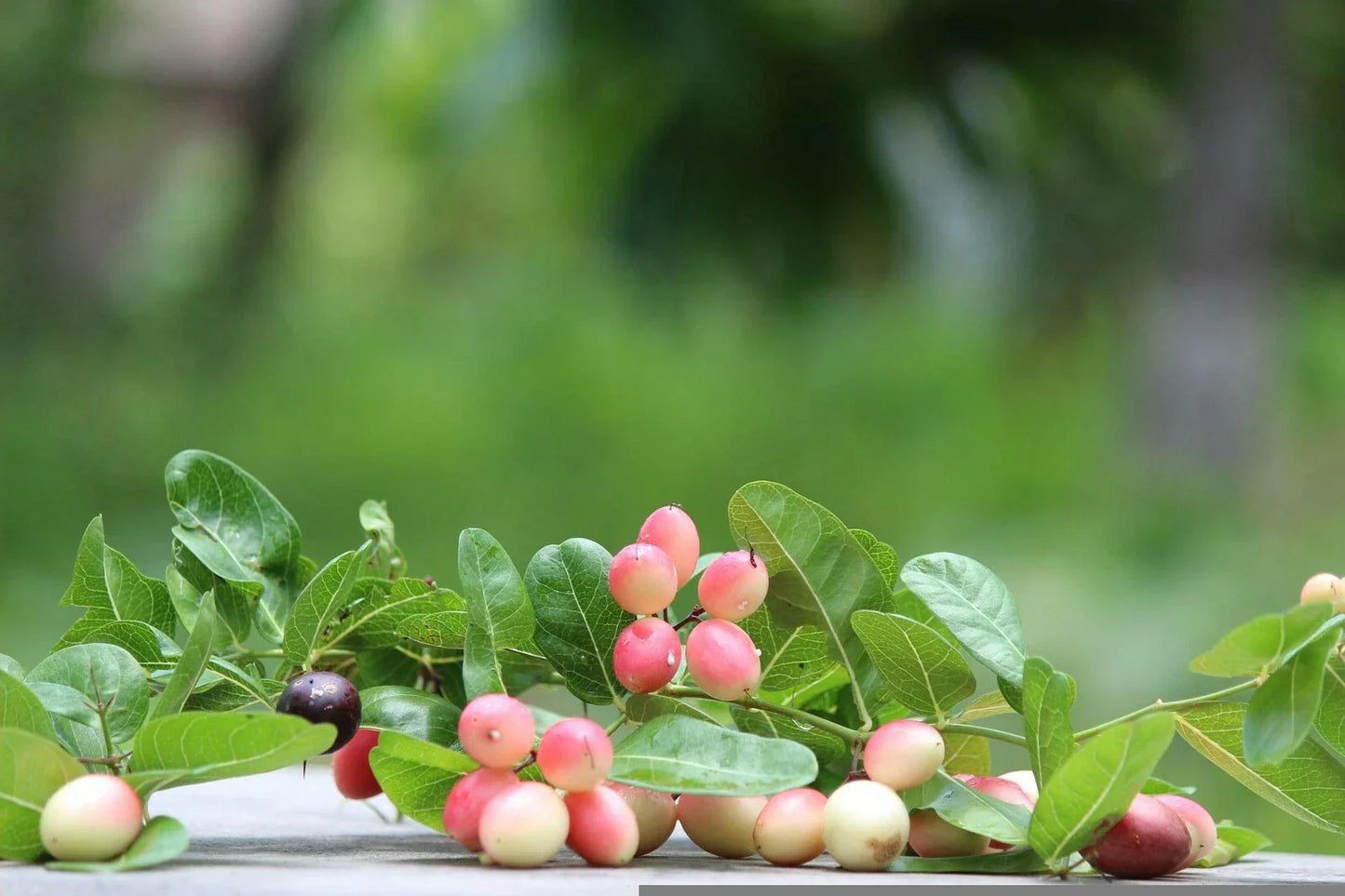 Indian Cherry Seeds - 20 Pack - Rhamnus caroliniana Deciduous Tree Seeds
