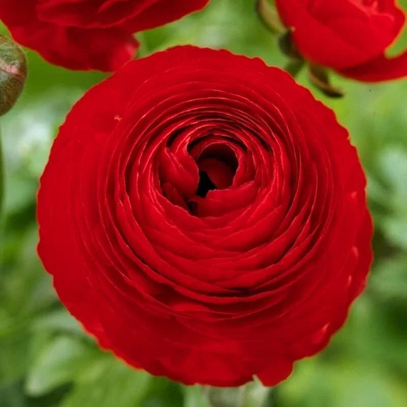 Red Ranunculus Bulbs for Planting - 10 Bulbs - Vibrant Red Flowers - Ranunculus asiaticus