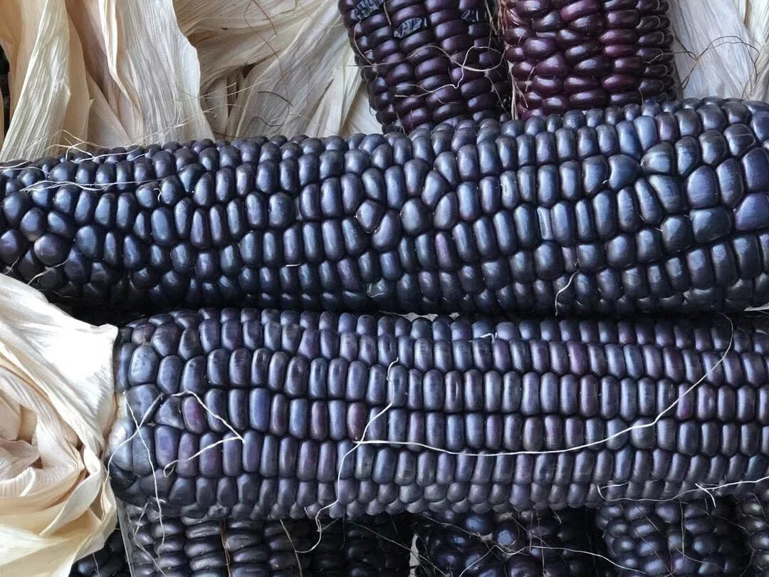Ornamental Corn Seeds - Blue Hopi Variety - Zea mays - Vibrant Blue Kernels for Decorative Gardens and Crafts