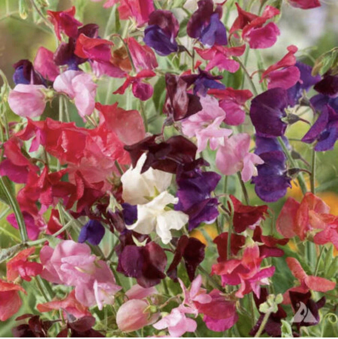 Sweet Pea Heirloom Flower Seeds - 50 Non-GMO Lathyrus odoratus Fragrant Climbing Vines for Garden, Fences & Borders
