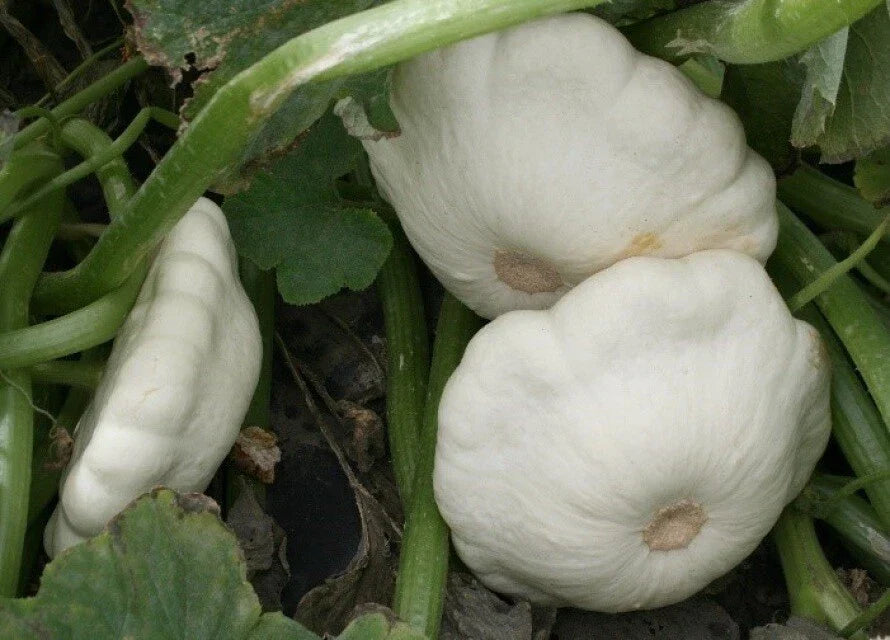 Early White Bush Scallop Squash Seeds - 25 Count Pack - Summer Variety Pattypan - USA