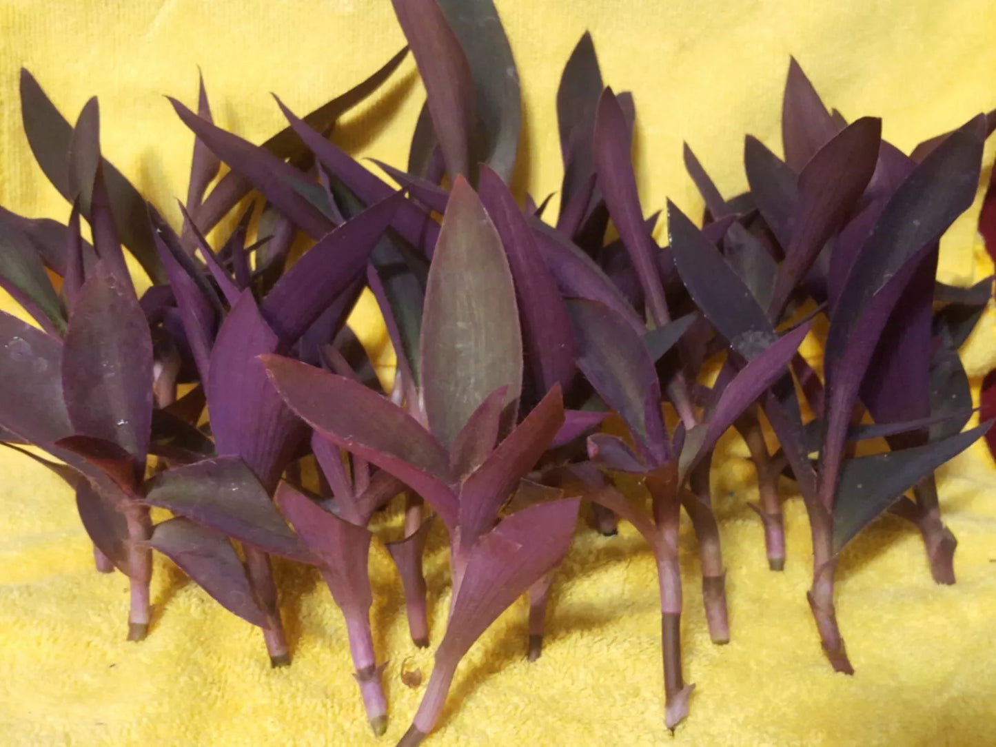 Wholesale 24 pc Purple Heart Wandering Jew Cuttings - Tradescantia pallida for Rooting