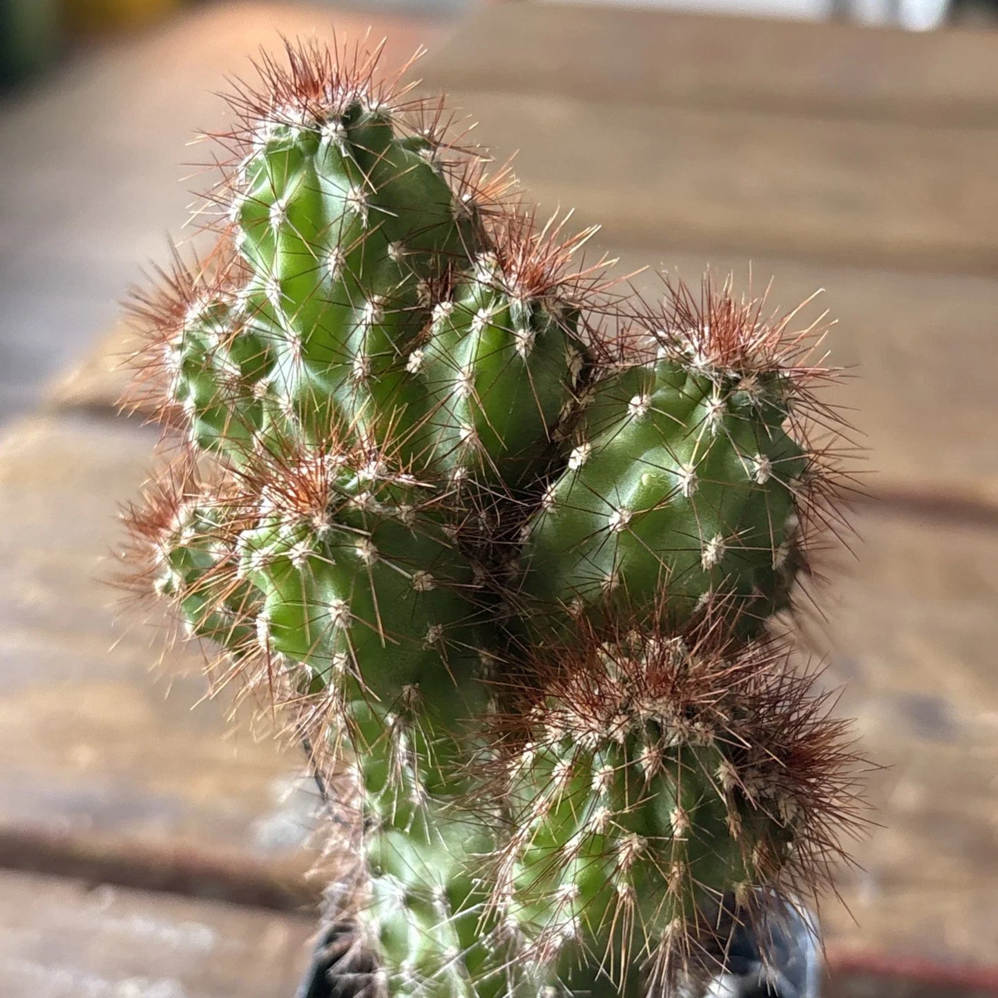 Cereus Plant 4" Pot Monstrose Variety | Unique Peruvian Cactus for Indoor & Outdoor Decor | Cereus repandus
