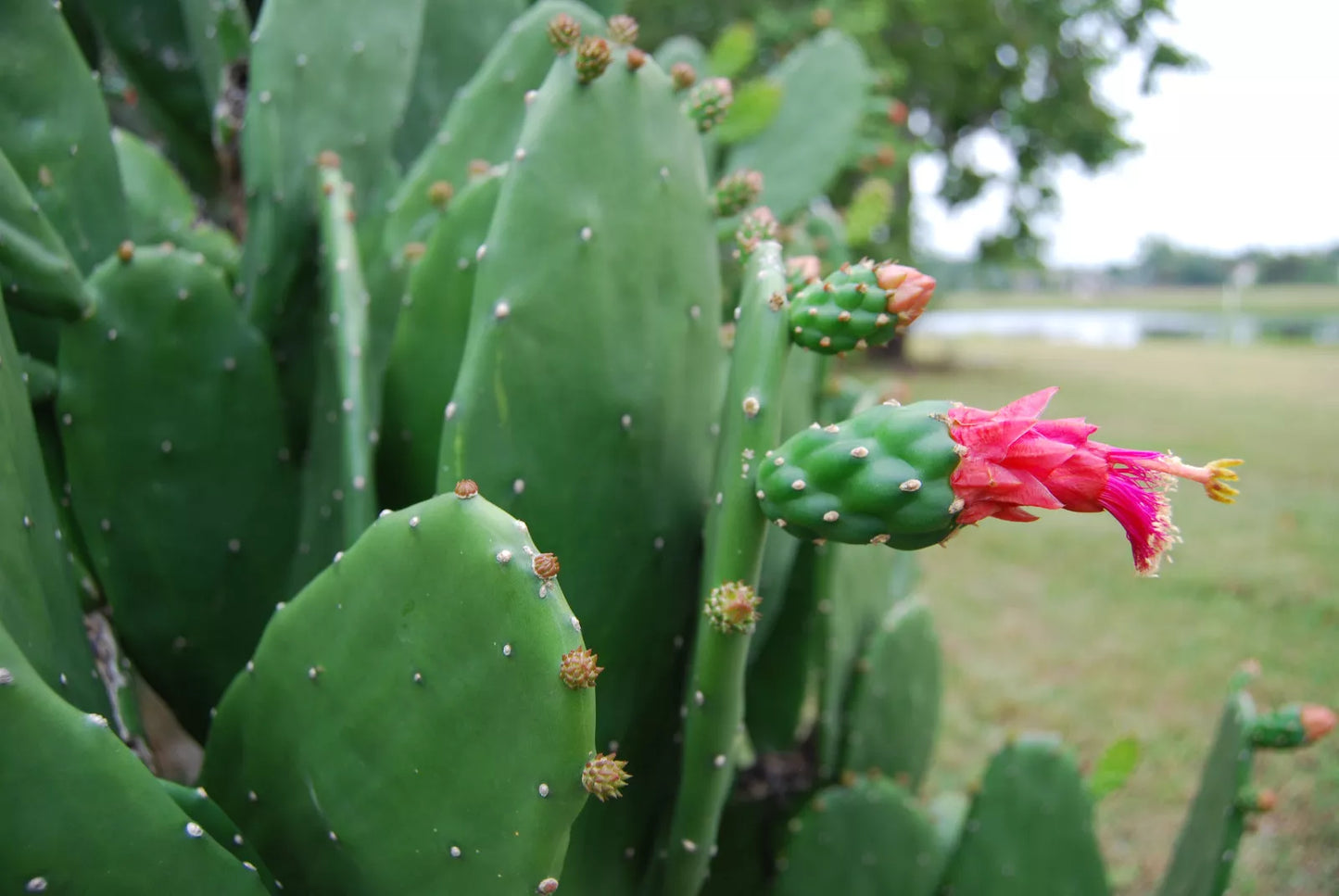 Prickly Pear Cactus Plant - Rooted Opuntia with Edible Nopal & Fruit