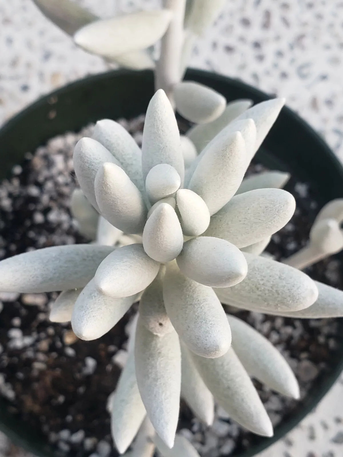 Rare Senecio Haworthii Succulent - 2" Diameter White Indoor Plant - Unique Low-Maintenance Succulent - Senecio haworthii