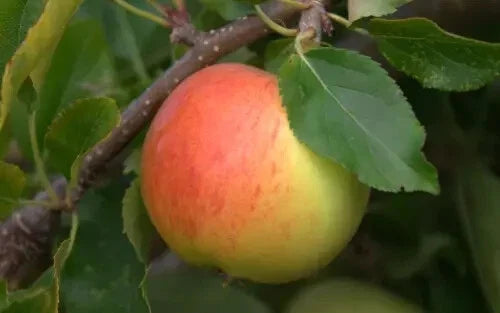 Gala Apple Seeds - 25 Pack Heirloom Variety for Garden Planting - Malus domestica - USA