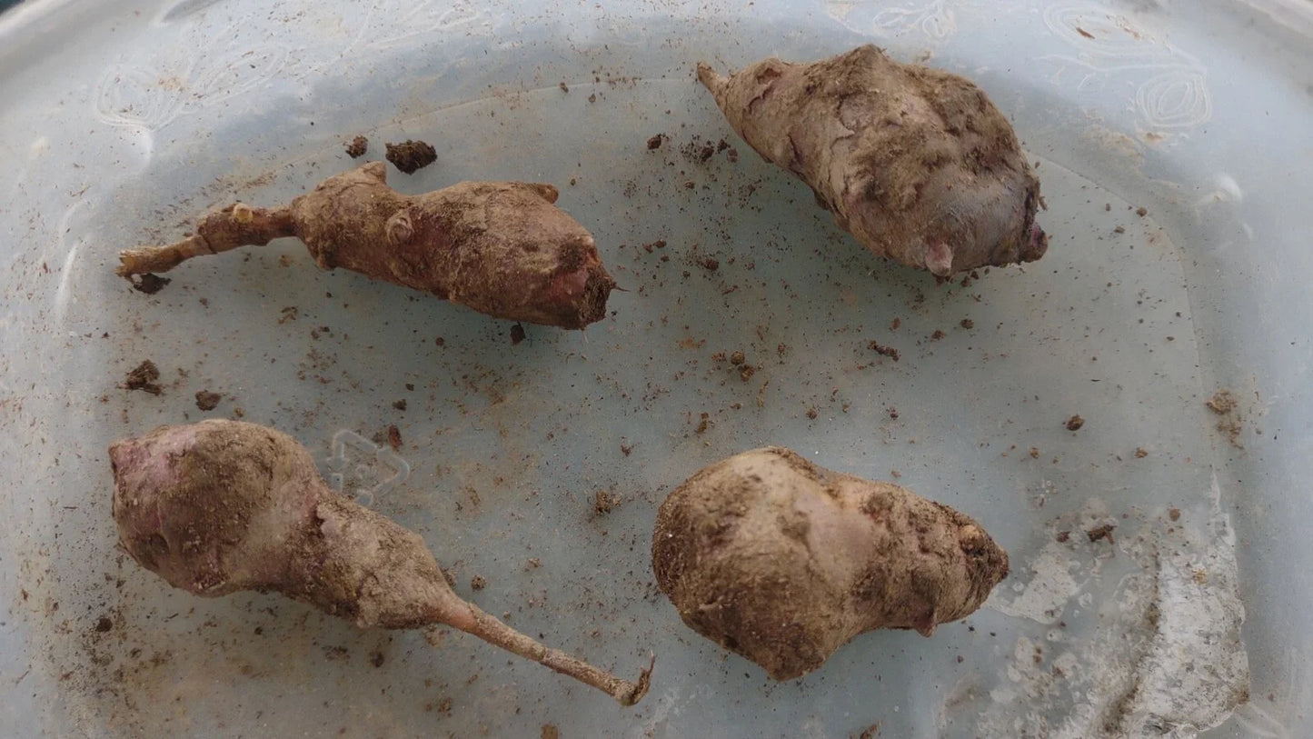 Organic Jerusalem Artichoke Tubers - Helianthus tuberosus, 4 Large Red Planting Ready Tubers