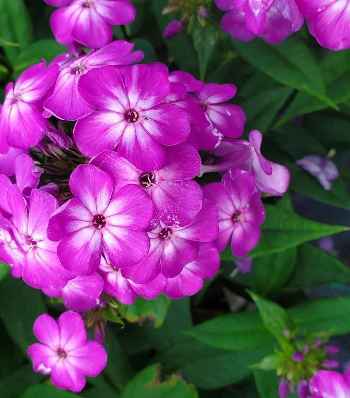 Purple Volcano Phlox Seeds - 100+ Count - Phlox paniculata - USA