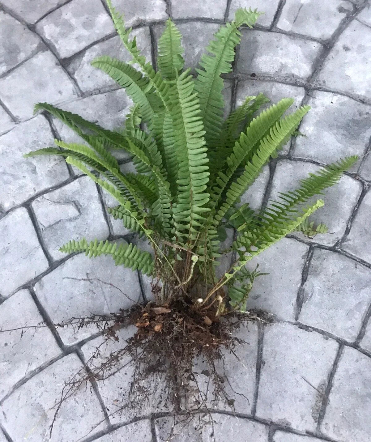 Boston Fern Bundle 12 Live Plants, Nephrolepis exaltata, Indoor Outdoor, Organic, Low Light, Easy Care, Air Purifier