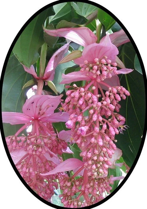 Medinilla Plant Starter – Florinilla "AROSA" – Live Well-Rooted Tropical Houseplant with Pink Flowers – Medinilla magnifica