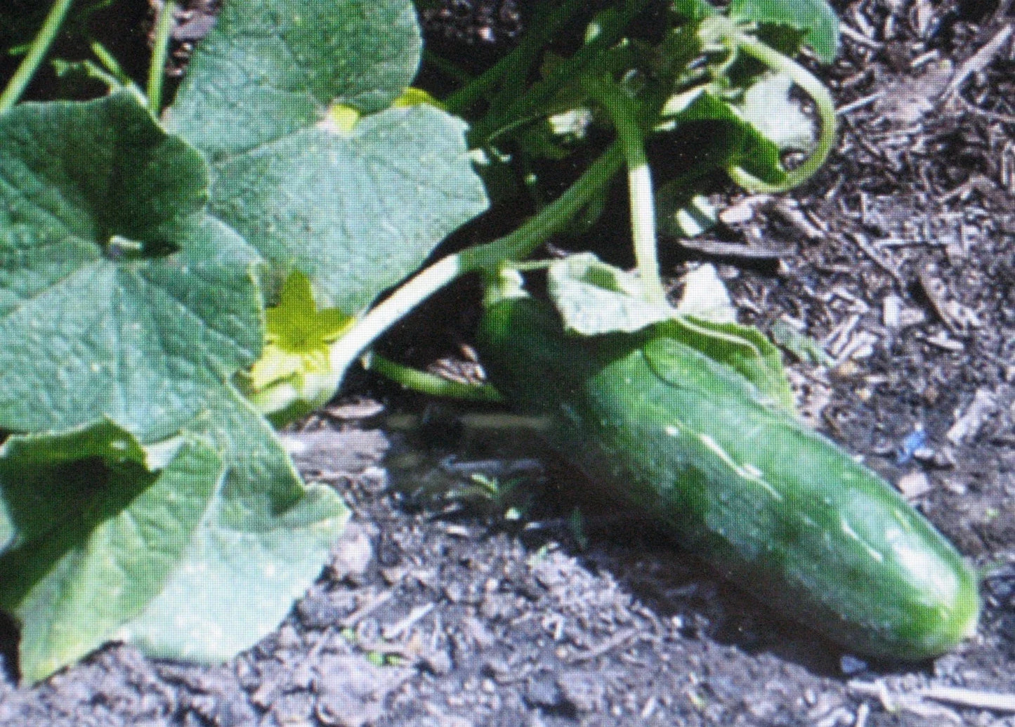Cucumber Seeds - Muncher Variety - 25 Pack - Cucumis sativus - Organic, High Yield, Fast-Growing, Pest-Resistant