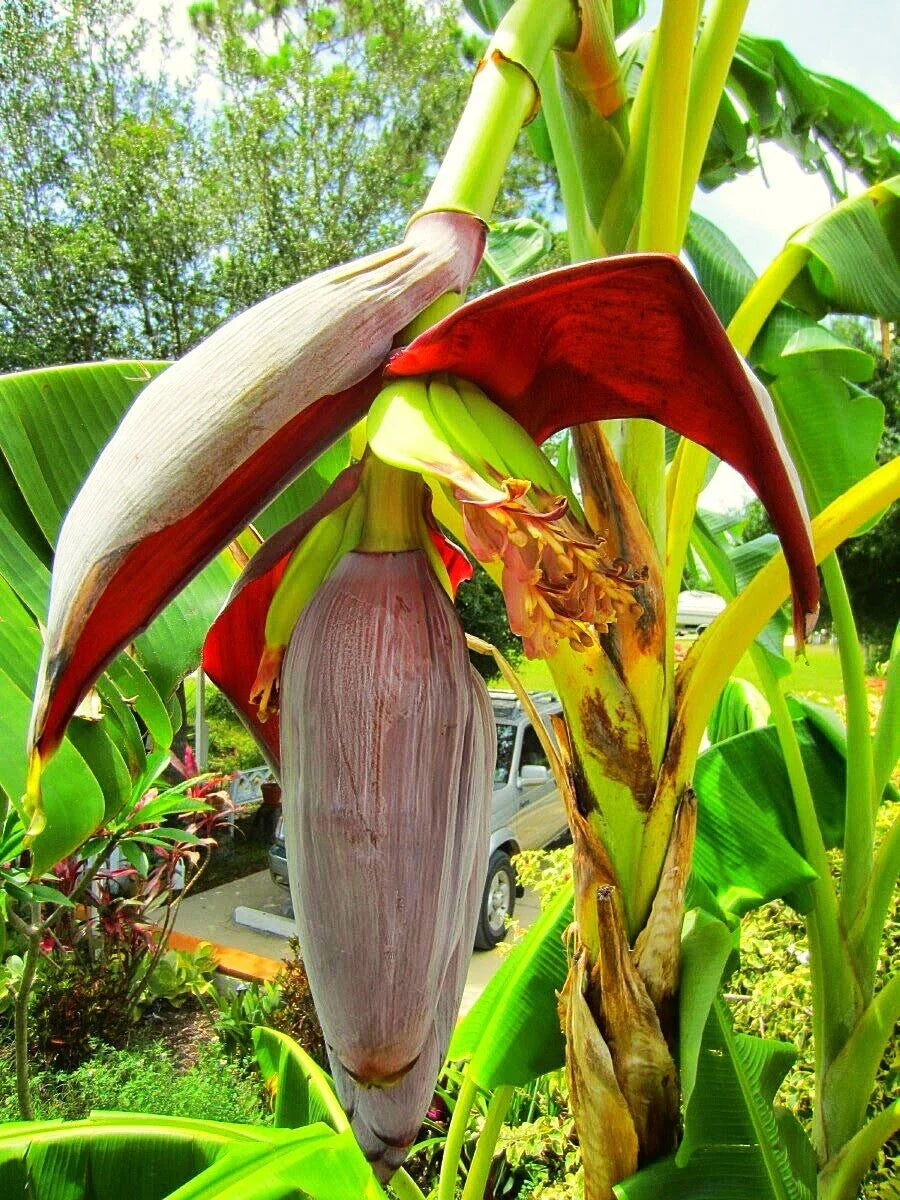 Musa 'Gran Nain' Banana Tree - Live Tropical Fruit Plant for Indoor and Outdoor