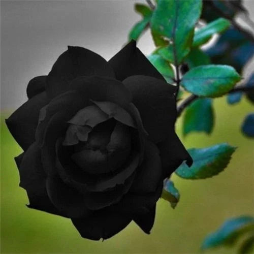 Black Rose Seeds – Perennial Bush Shrubs with Dark Flowers – Rosa spp. – Full Sun to Partial Shade – 10 Seeds