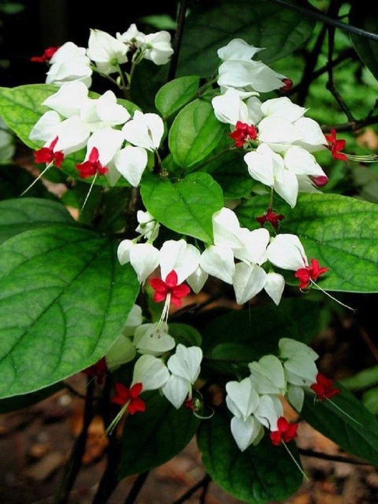 White Red Bleeding Heart Seeds | Perennial Flower Seeds for Shade | Lamprocapnos spectabilis | 25 Seeds Pack